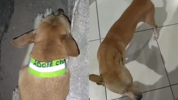 Projeto entrega coleiras refletivas para c&atilde;es em situa&ccedil;&atilde;o de rua no PI; protetora denuncia roubos.(Imagem:Reprodu&ccedil;&atilde;o)