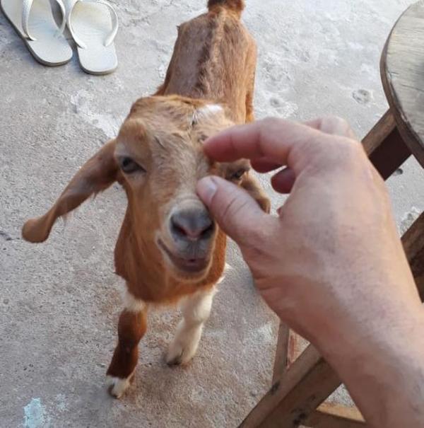 Agamenon tem três meses e gosta de se comer coco, pedaços de pizza e pão.(Imagem:Arquivo Pessoal/Danilo Xavier)