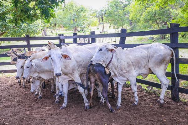O reconhecimento internacional amplia as oportunidades para o setor agropecuário piauiense.(Imagem:Tavynho Neto)