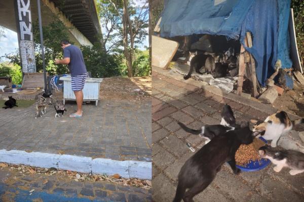 Gatinhos da Marechal(Imagem:Arquivo Pessoal)