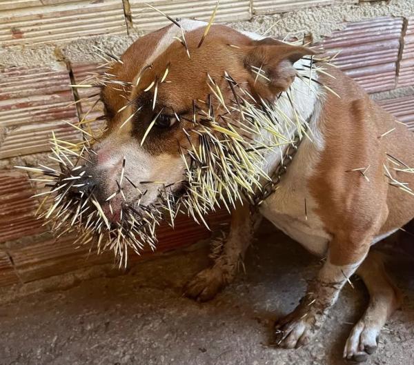  Cadelas ficam feridas ao atacar porco-espinho em Teresina; mais de 2 horas para tirar todos os espinhos.(Imagem:Tabatta Arrivabene/Arquivo pessoal )