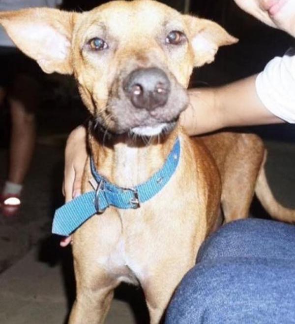 Cão chamado Piranhão foi achado morto, com suspeita de envenenamento e morte é apurada.(Imagem:Arquivo pessoal)