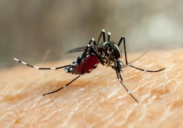 Aedes aegypti(Imagem:Reprodução/Freepik)