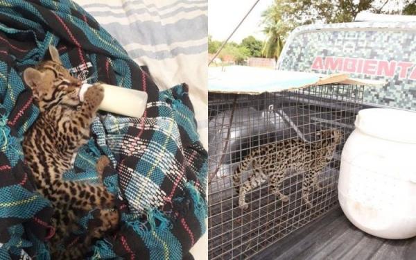 O animal foi encontrado sozinho, ainda filhote, pelo dono de uma propriedade na zona rural de José de Freitas em uma área que estava sendo atingida por queimada.(Imagem:Soldado Israel/ BPA)