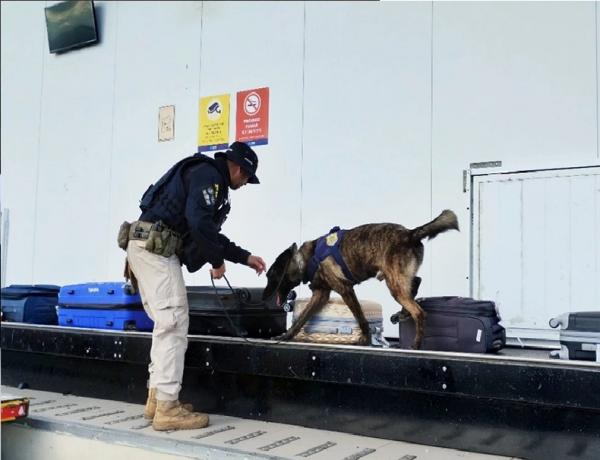 Polícia Federal realiza fiscalização com cães farejadores no Aeroporto de Teresina(Imagem:Divulgação)