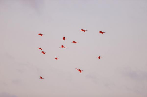 Delta do Parnaíba ultrapassa 42 mil visitantes em 2025 e mantém expansão nacional no turismo sustentável(Imagem:Thiago Amaral)