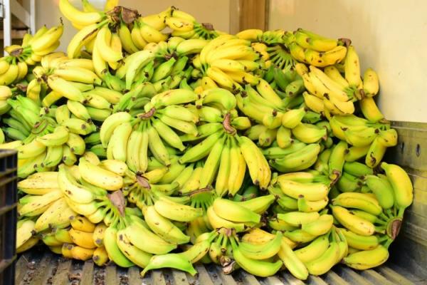 Prefeitura de Floriano inicia distribuição de produtos da alimentação escolar.(Imagem:Secom)