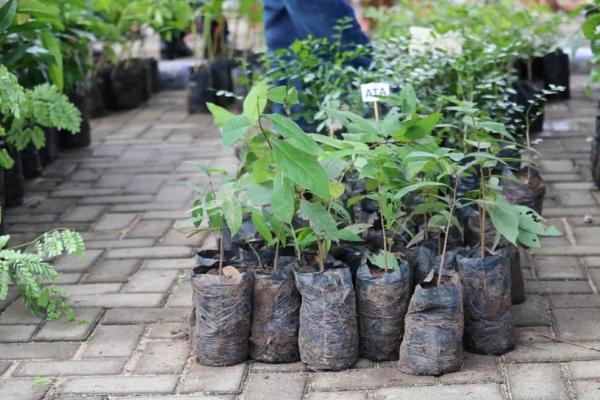 Distribuição de mudas de plantas nativas e frutíferas em Teresina.(Imagem:Glayson Costa/G1)