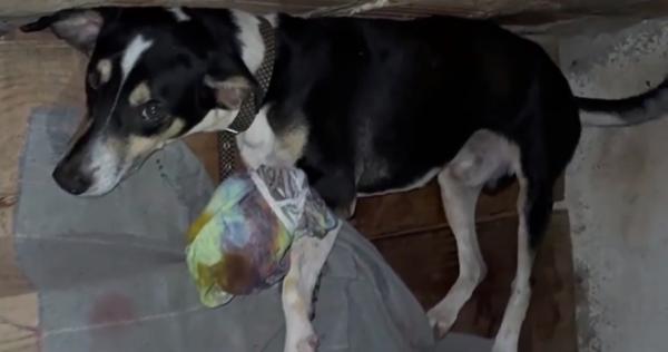 Cachorro tem pata decepada em ato de crueldade no Residencial Alto da Cruz, Floriano.(Imagem:Reprodução/JC24Horas)
