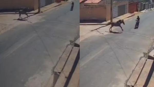 Jovem de 23 anos morre após colidir com cavalo em rua no Sul do Piauí ? Foto:(Imagem:Reprodução/Câmera de segurança)