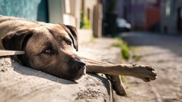 Ocorrências de maus-tratos contra animais crescem quase 100% em quatro anos no Piauí(Imagem:Freepik)