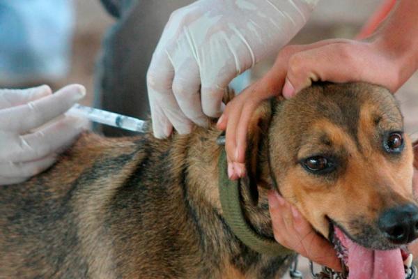 Vacinação contra raiva imuniza 7.500 cães e gatos em Floriano.(Imagem:Divulgação)