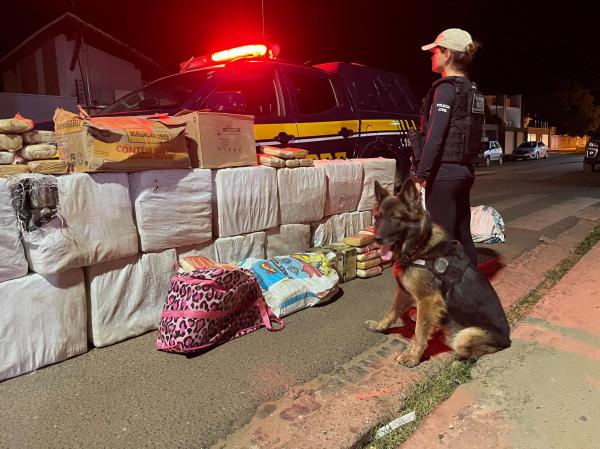 Integração do uso de cães policiais eleva eficiência e credencia novos investimentos da SSP(Imagem:Divulgação)