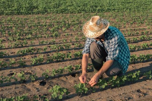 Garantia-Safra será pago em fevereiro a agricultores familiares(Imagem:Divulgação)