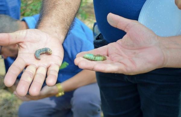 Técnicos deslocaram-se até Monsenhor Hipólito, Marcolândia e Simões para recolher amostras das lavouras.(Imagem:Divulgação)