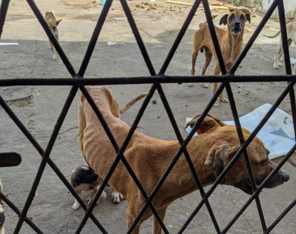 Cães abandonados foram resgatados pela polícia em Teresina.(Imagem:Divulgação)