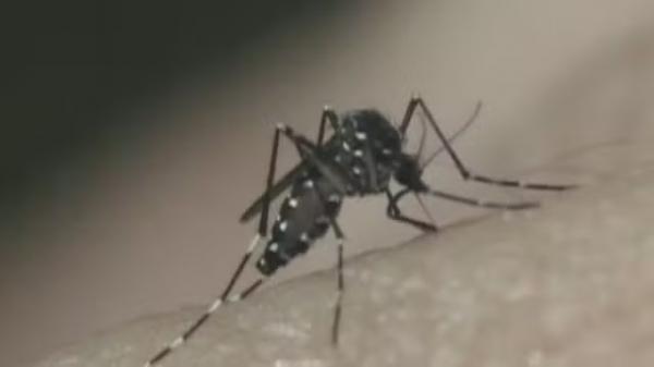 Mosquito da dengue(Imagem:Reprodução/GloboNews)