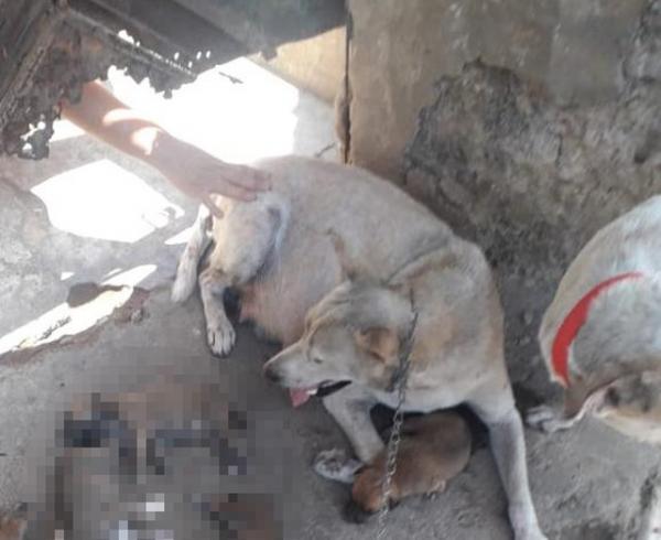 Suspeita de matar filhotes de cachorro passou animais mortos por debaixo da porta da casa, em Teresina.(Imagem:Arquivo pessoal)