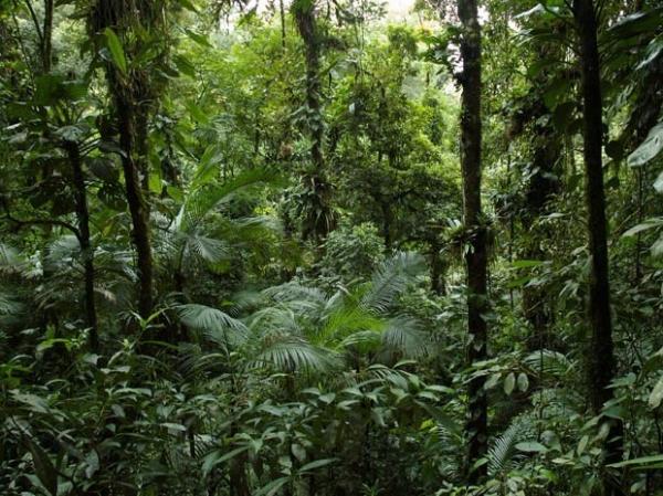 Piauí reduz em 76% desmatamento da Mata Atlântica, diz pesquisa(Imagem:Pedro Jordano)