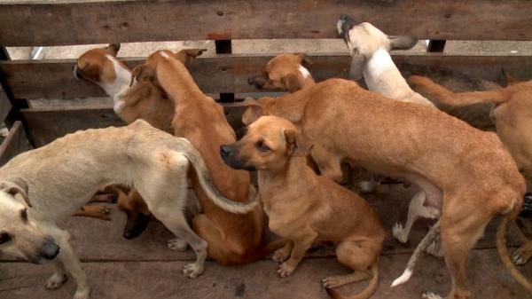 Animais resgatados serão encaminhados ao Lar do Nando, em Teresina.(Imagem:Reprodução/TV Clube)