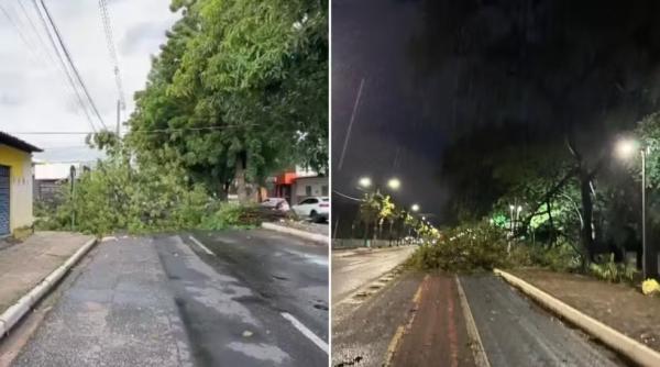Mais de 13 &aacute;rvores caem durante chuva em Teresina.(Imagem:Montagem g1 PI/ TV Clube)