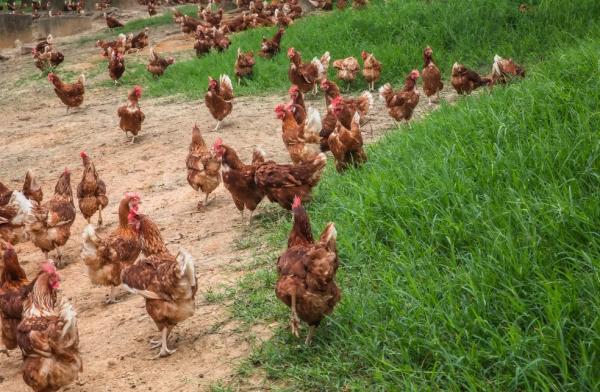 Galinhas são criadas livres de gaiolas e podem circular por áreas abertas para ciscar, bater asas, se empoleirar quando bem entender e tomar banho de areia.(Imagem:Celso Tavares/ g1)