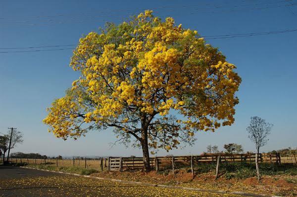 Prefeitura vai plantar Ipês amarelos em unidades de saúde para lembrar o Setembro Amarelo(Imagem:SECOM)