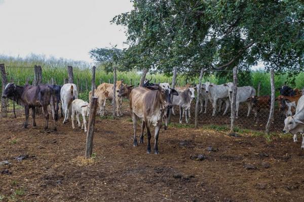 Piauí Mais Genética chega a 20 mil inseminações no rebanho piauiense(Imagem:Tavynho Neto)