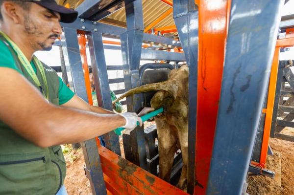 Programa chegou a 100 municípios, se consolidando como uma iniciativa inovadora com resultados promissores para o pequenos agricultores(Imagem:Tavynho Neto)
