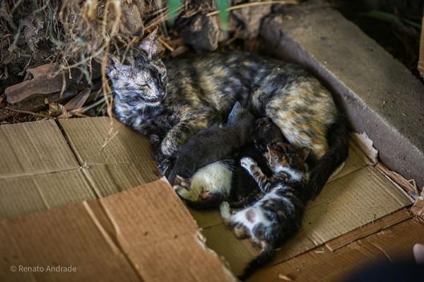  Piauí tem a maior população de gatos do Brasil e lei prevê a criação de 