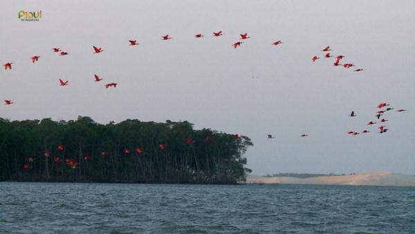 Revoada dos guarás no Delta do Parnaíba.(Imagem:Reprodução/TV Clube)