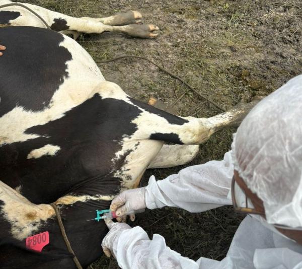 O estudo visa detectar a transmissão do vírus da febre aftosa na área epidemiológica em análise.(Imagem:Divulgação)