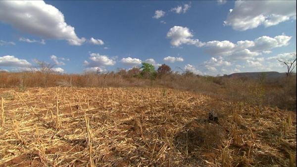 Falta de chuvas afeta plantações no Piauí.(Imagem:TV Globo)