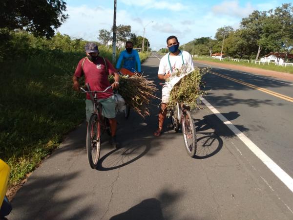 Tradição da colheita do alecrim é mantida em Floriano(Imagem:FlorianoNews)