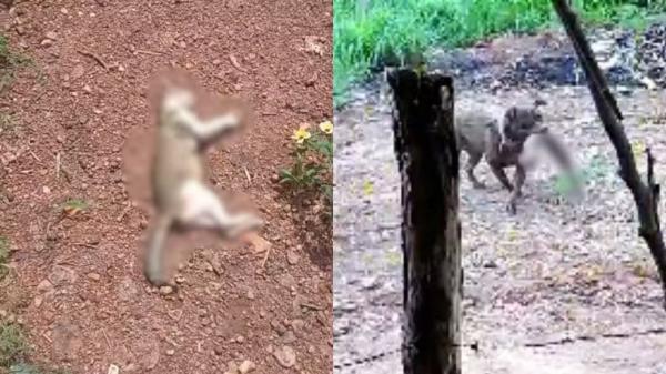 Pitbull invade casa e mata gata enquanto fam&iacute;lia dormia em Teresina, denuncia morador.(Imagem:Arquivo Pessoal)