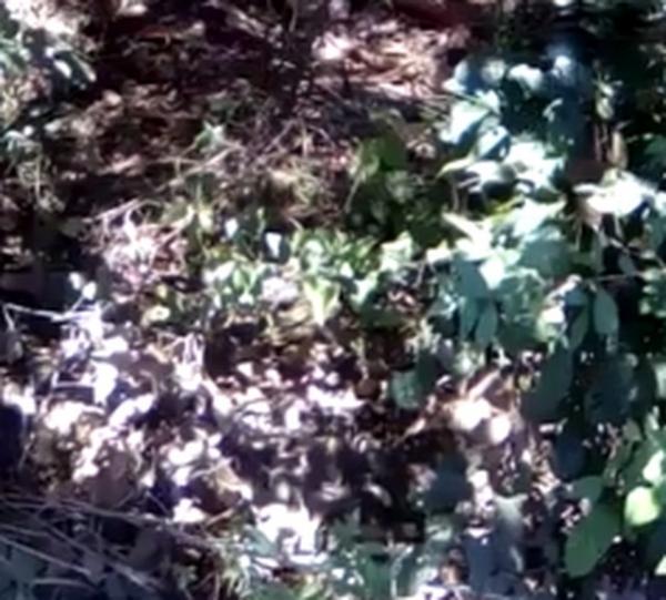 Corpo em decomposição é encontrado em Teresina dentro de matagal.(Imagem:Reprodução/WhatsApp)