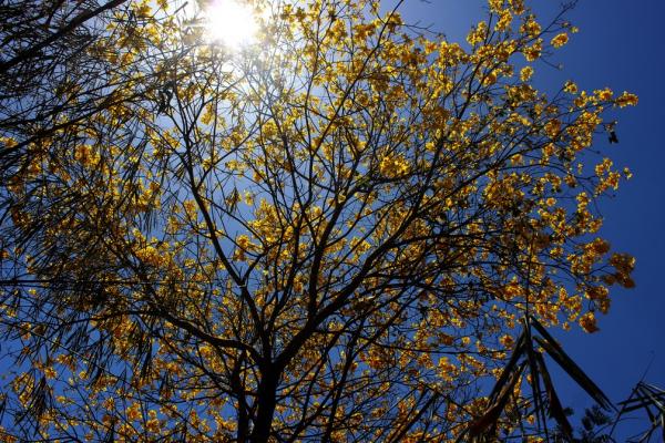 Início da primavera no Piauí terá altas temperaturas e umidade de deserto no Piauí.(Imagem:Simone Rodrigues/ Arquivo Pessoal)