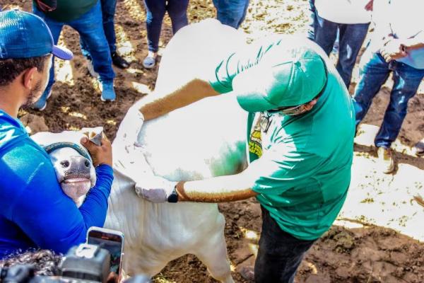 Nesta fase, devem ser vacinados os rebanhos bovinos e bubalinos de 0 a 24 meses.(Imagem:Divulgação)