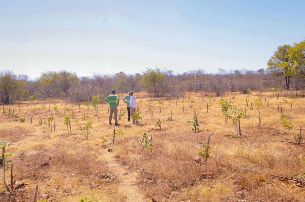 São mais de 54 hectares reflorestados e 44 mil mudas de espécies nativas plantadas, recuperando um patrimônio natural que é orgulho do estado.(Imagem:Divulgação)