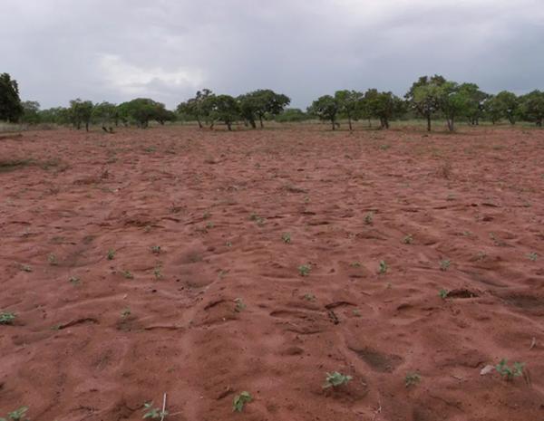 Governo do Piauí decreta situação de emergência para 86 cidades por estiagem.(Imagem:Secretaria de Agricultura municipal)