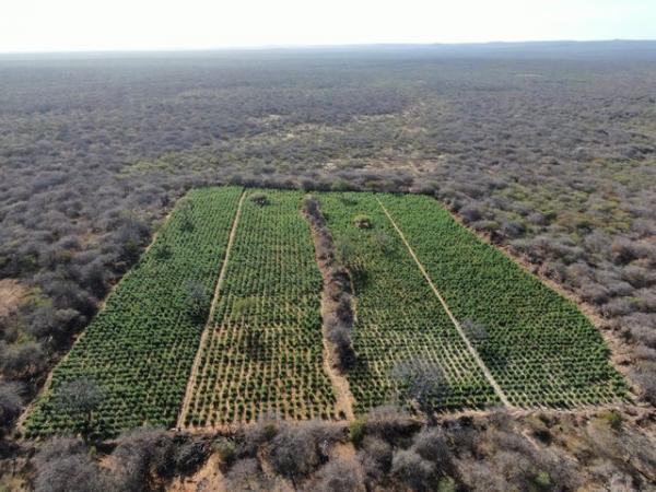 PM encontra plantação de 12 hectares de maconha na zona rural de Dom Inocêncio, no Piauí(Imagem:Divulgação/PM)