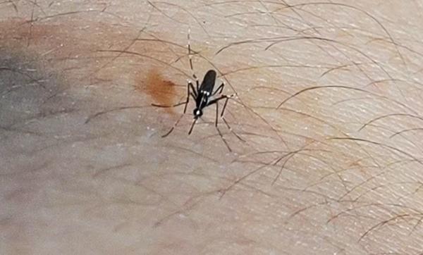 Natal decreta situação de emergência por causa da dengue (Arquivo).(Imagem:Igor Jácome/g1)