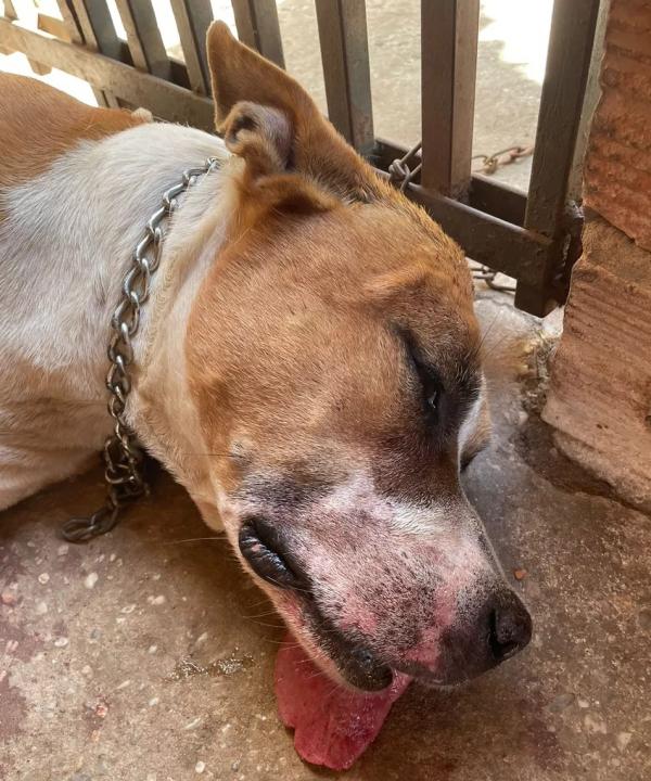  Tequila ainda sedada para retirada dos espinhos.(Imagem:Tabatta Arrivabene/Arquivo pessoal )