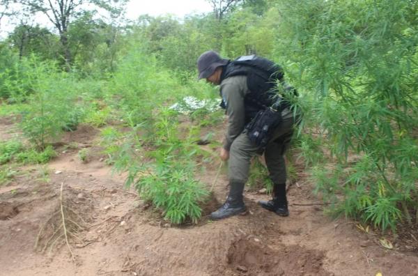  Polícia Militar encontra e incinera plantação de maconha com 2 hectares na zona rural de Paulistana, no Piauí.(Imagem:Polícia Militar )