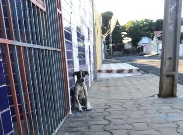 Filhote foi abandonada presa em poste em Teresina.(Imagem:Karla Lustosa/Arquivo pessoal)