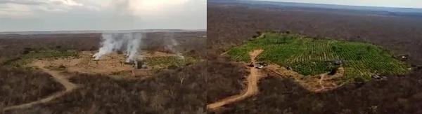  Polícia queima plantação com 170 mil pés de maconha em Campinas do Piauí.(Imagem:Divulgação/PM )