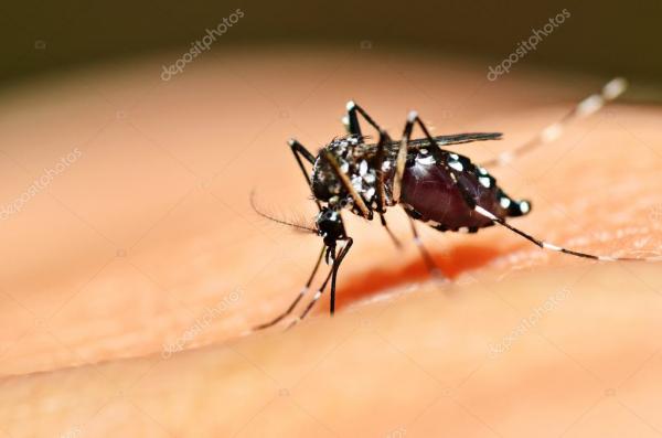 Falta de insumos prejudica diagnóstico de dengue no PI; estado registrou cinco óbitos pela doença em