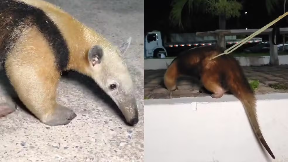 Moradores resgatam tamanduá para evitar atropelamento no litoral do PI