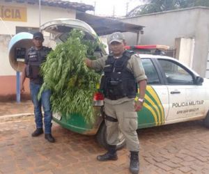Suspeito de cultivar maconha em casa diz: "chá para dor de cabeça"